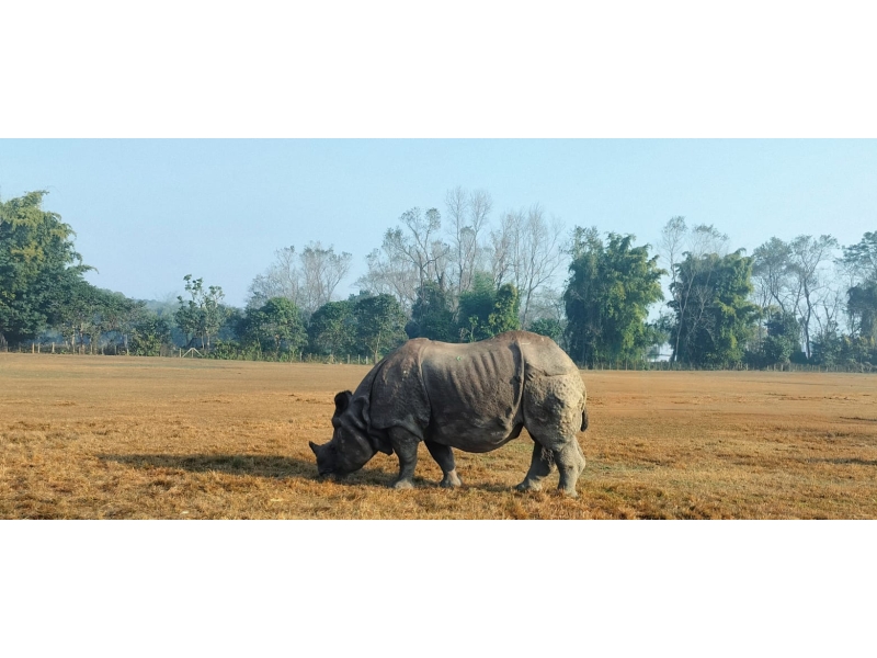 Chitwan Jungle safari 